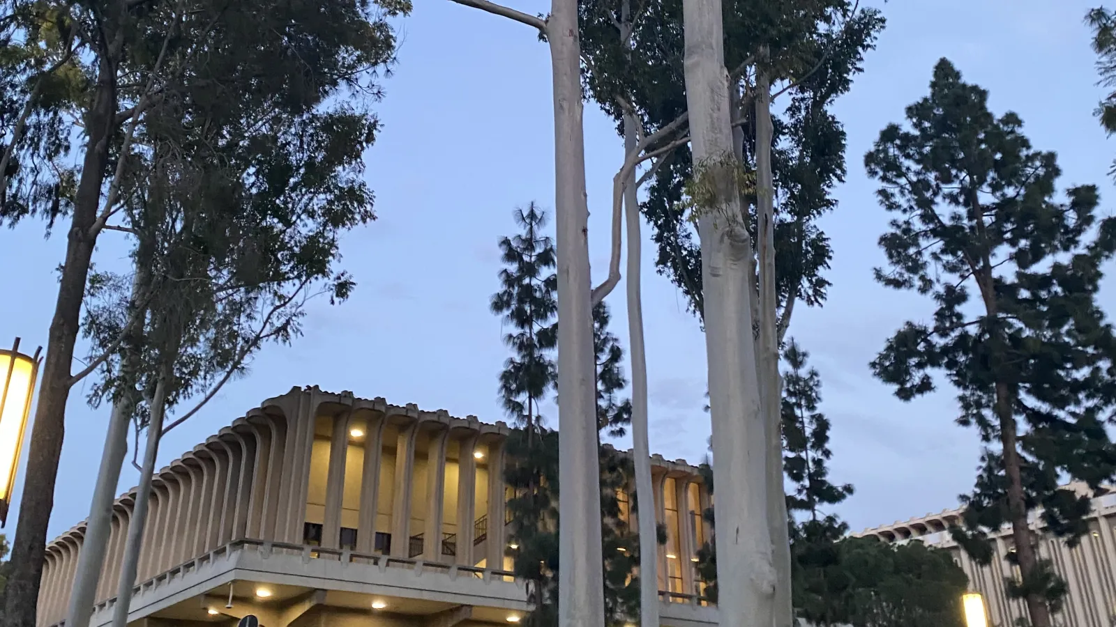 Trees in front of a lit building in the evening. 